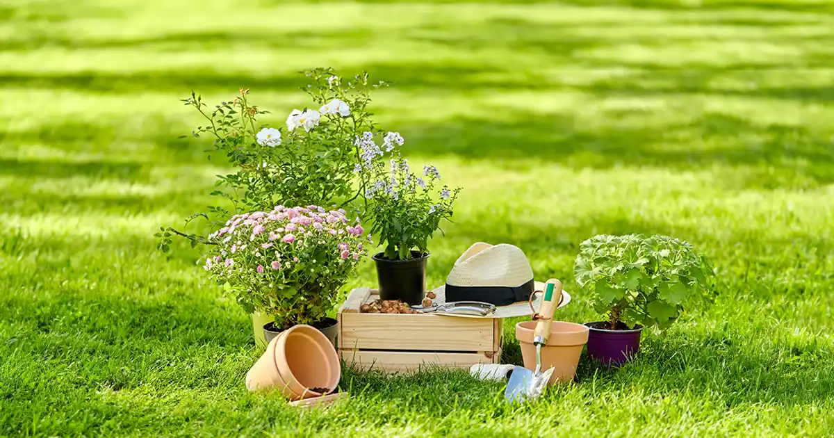 Problemas de sono? A jardinagem pode ajudar