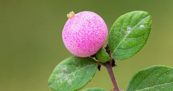 O que é coralberry?